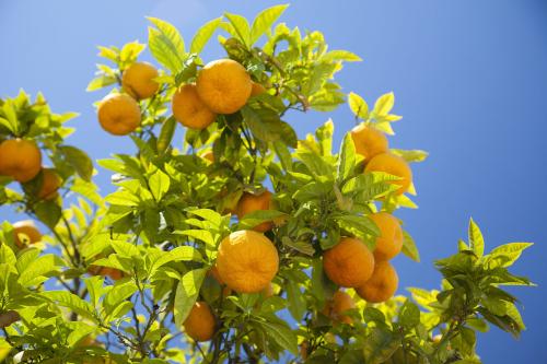 桔子树上的红蜘蛛虫害怎么办,桔子树怎么预防虫害