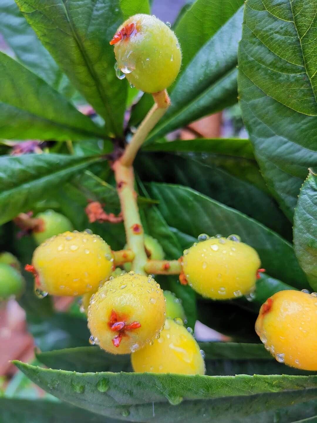 先锋贷需要什么条件和流程,农商行个人信用贷款条件