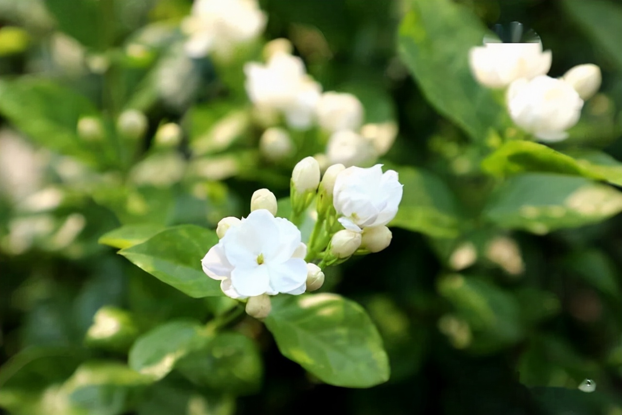 开春后茉莉花怎么养护,茉莉花春季怎么防寒