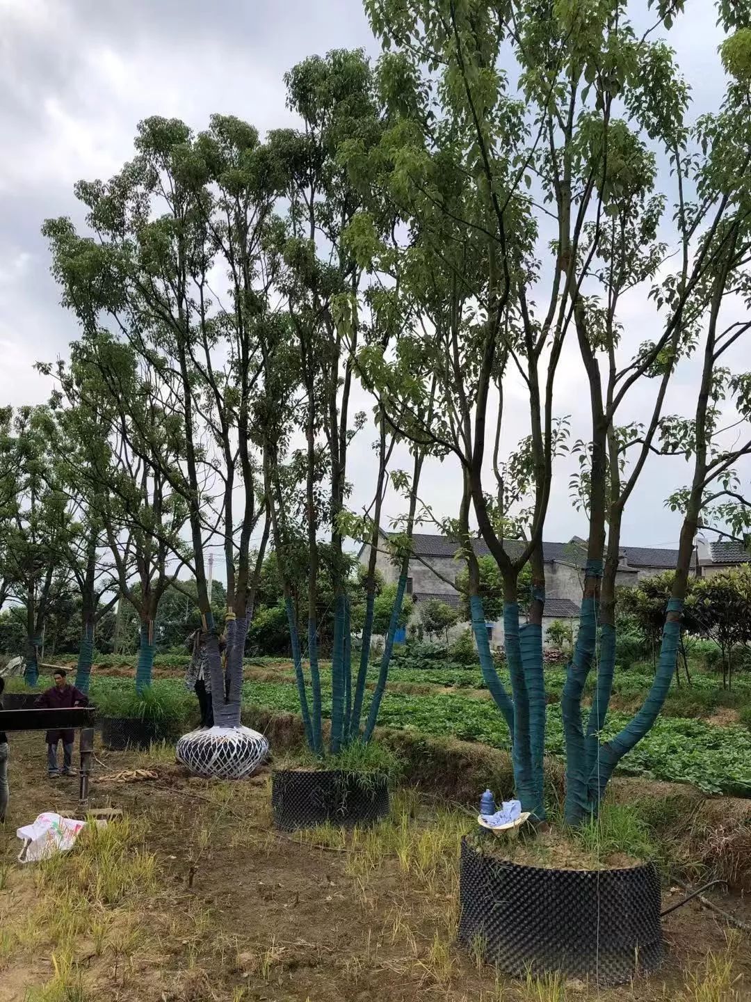 郑显华：显豁知幽抱，华顶望山高