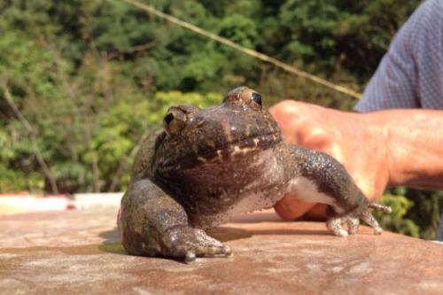 人工养殖石蛙的营养如何,石蛙可以人工养殖吗