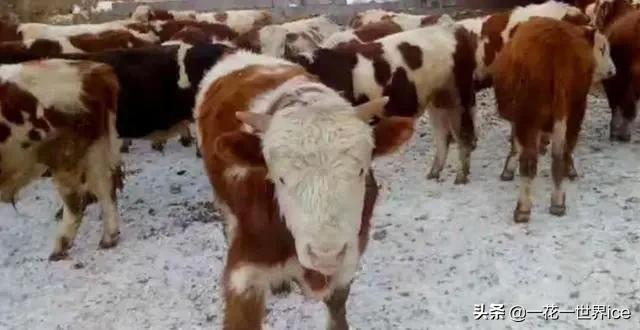 种植养殖创业做什么好,适合农村的养殖创业的商机