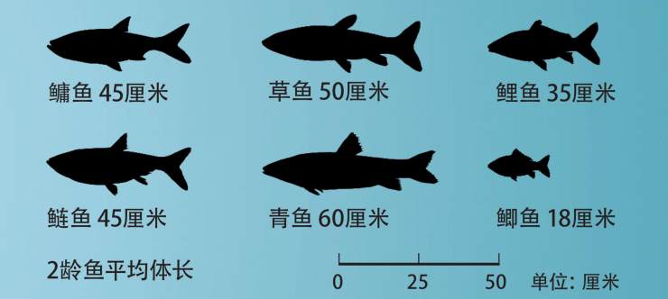 淡水鱼鲫鱼类品种大全,鲤科鱼类分布图