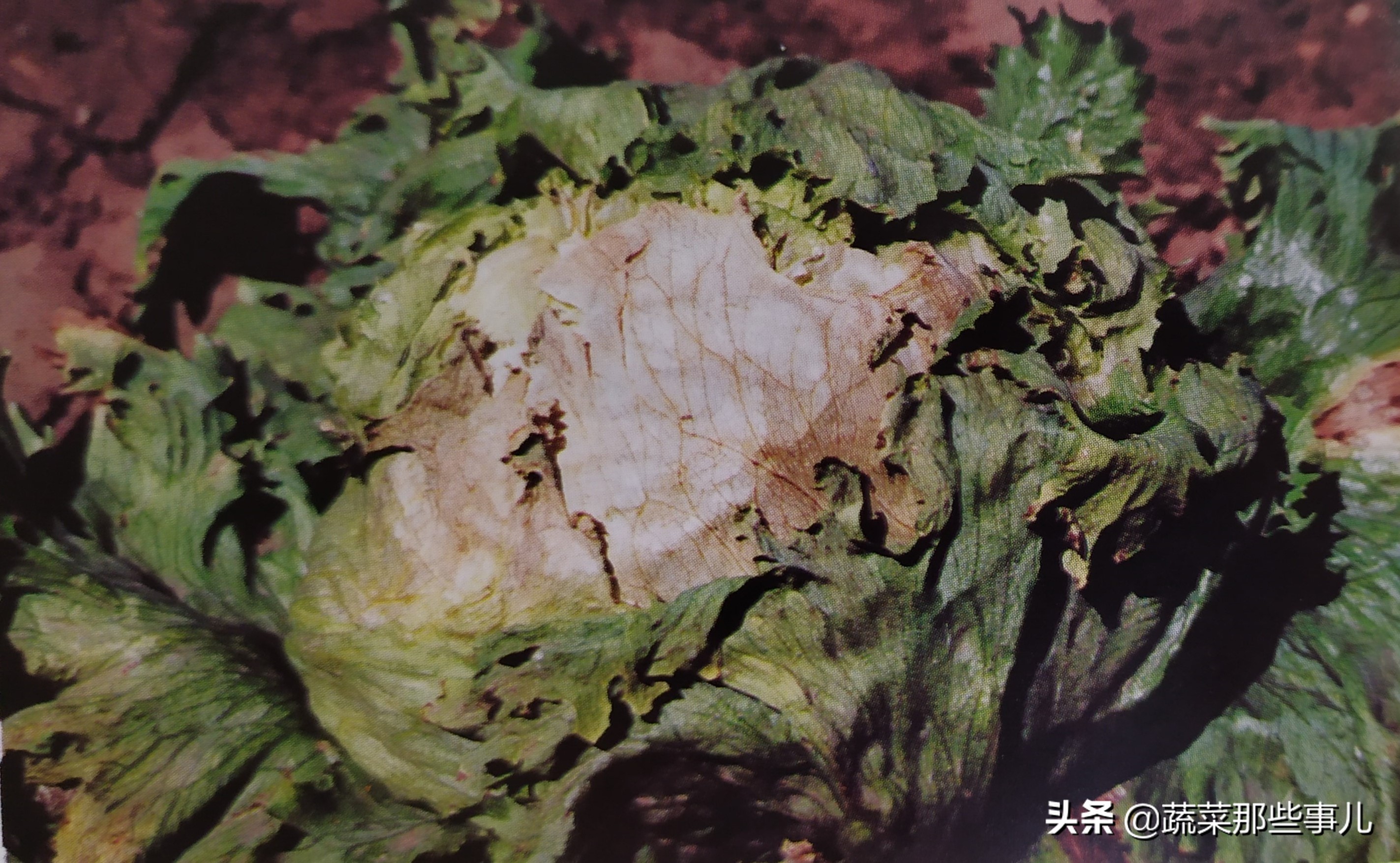 大白菜容易烂是怎么回事,娃娃菜干烧心的防治措施