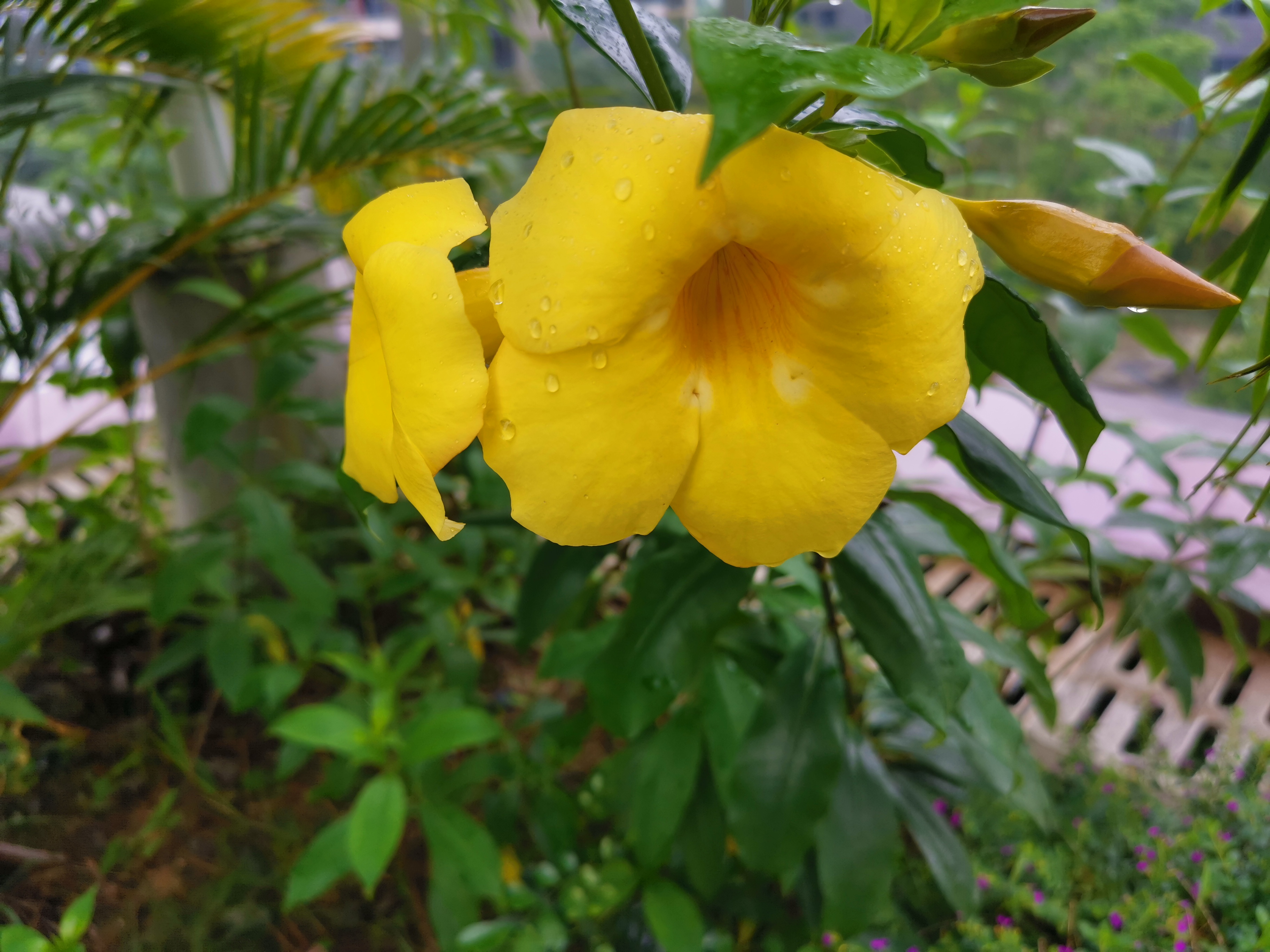 广州汇华希尔顿逸林酒店月饼,广州汇华希尔顿逸林酒店自助餐厅