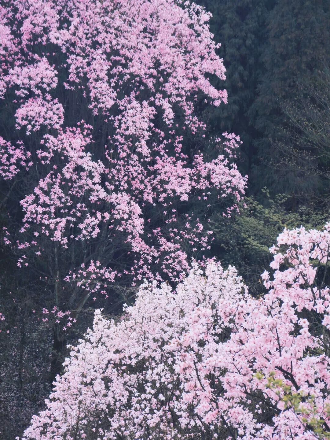 李子柒家乡成旅游景点,李子柒乡愁