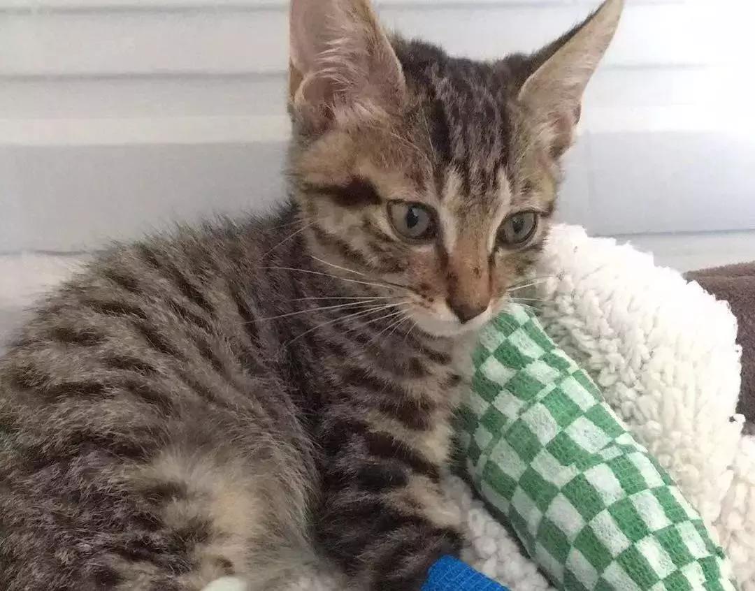 猫咪狗狗骨折了怎么办？扒一扒宠物“骨子里”的那些事