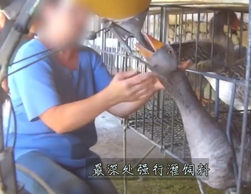 强迫进食，“填鸭式”育肥，用酒溺死后再烤，法国大餐的残忍吃法