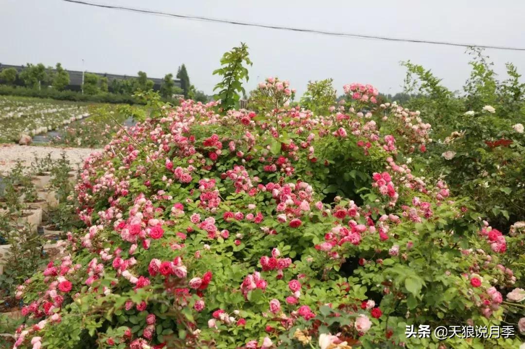 阳台种月季光照少怎么办,光照不好可以养石榴吗