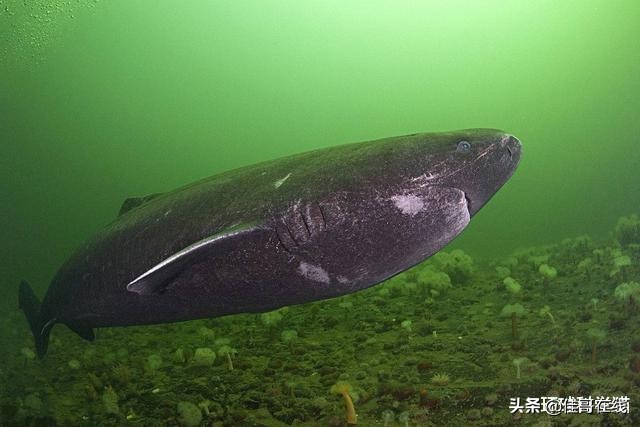 乌龟移动速度,乌龟是世界上寿命最长的动物吗