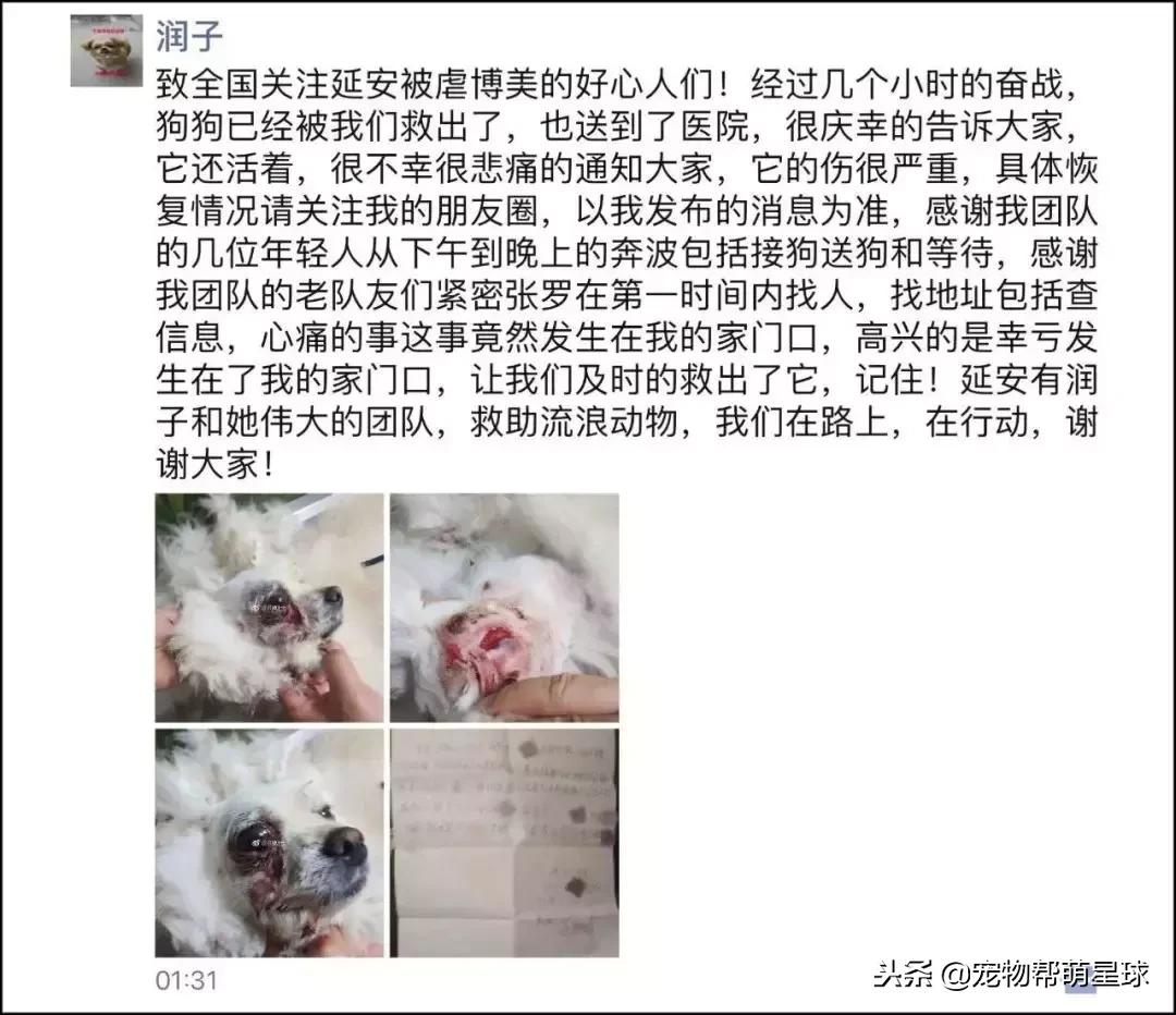 博美小狗被打视频,人们暴打博美犬