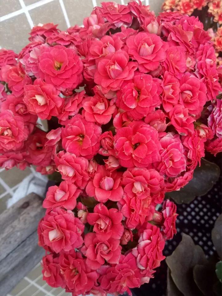 长寿花，寓意好、开花漂亮，花期长，品种多达300个