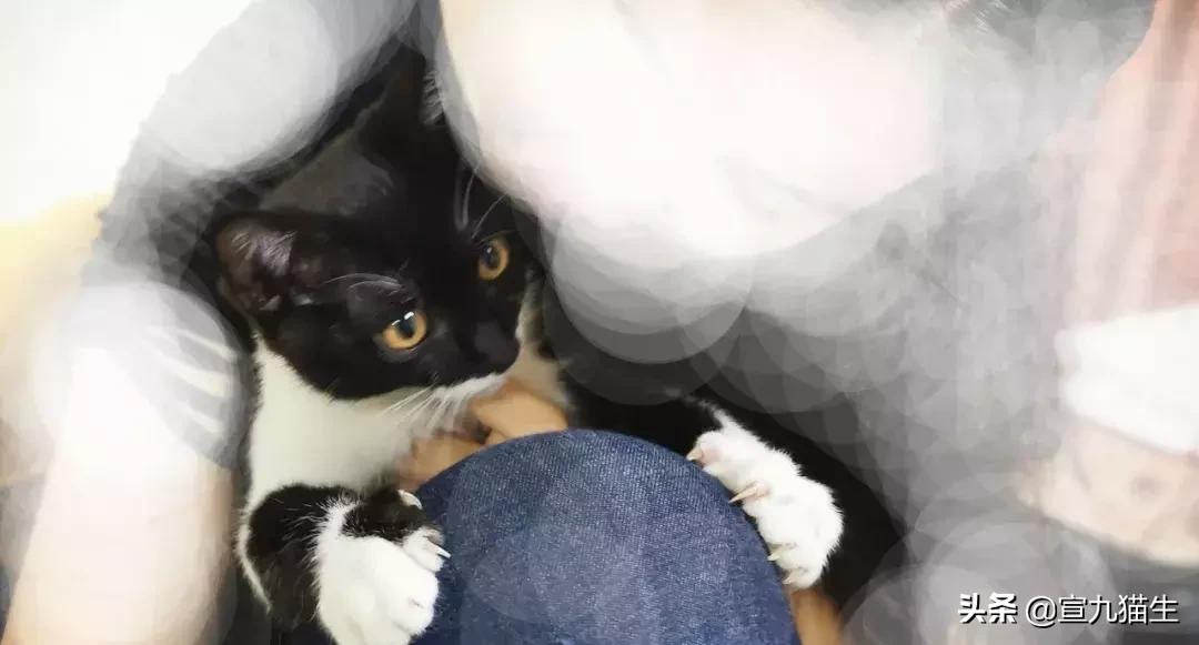 怎么判断猫咪体内有没有异物,你知道如何挑选一只健康的猫咪吗