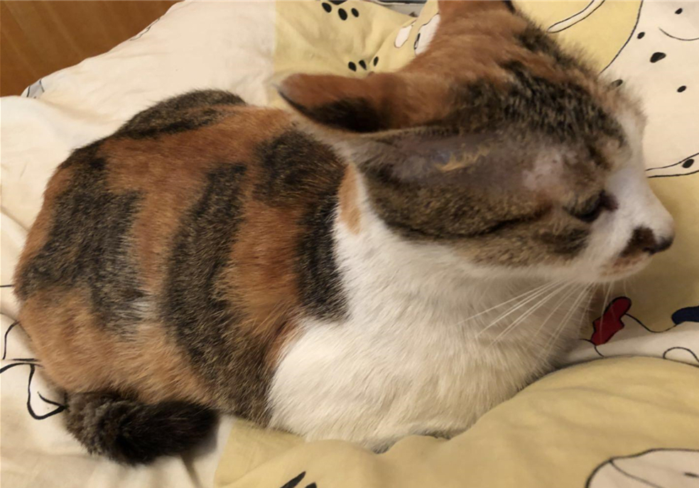 猫咪毛发会因为长大改变,猫咪秃头怎么回事