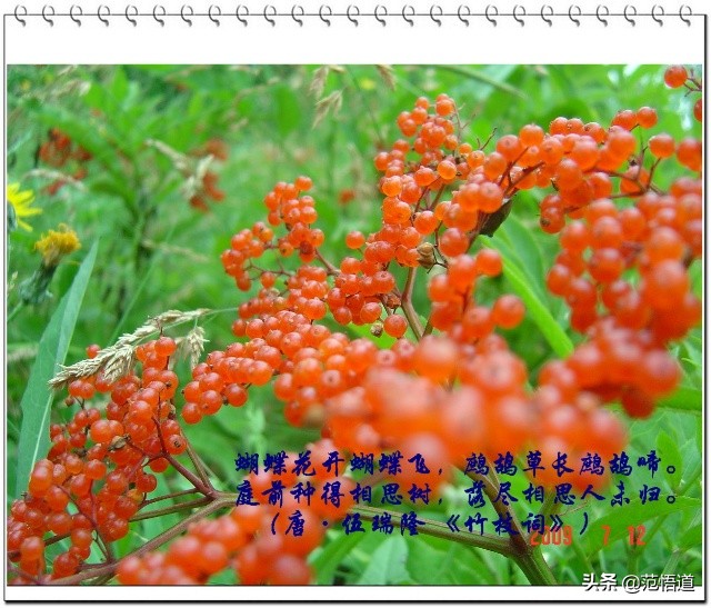 一颗红豆寄相思文案,一颗红豆寄相思动画