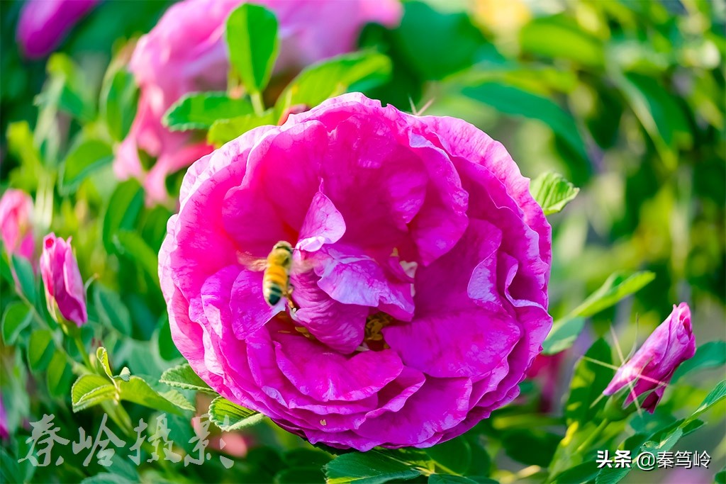 五月玫瑰花期,五月玫瑰盛开时