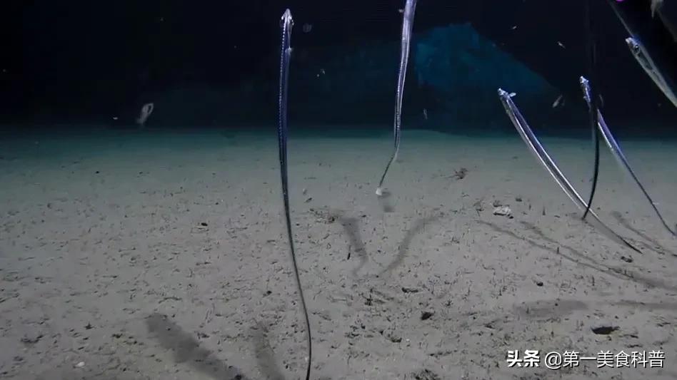 买带鱼记得要分清黑眼睛和黄眼睛,买带鱼黄眼睛和黑眼睛哪种好