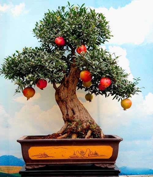 除了石榴还有什么象征多子多福,石榴代表多子多福桃子代表什么