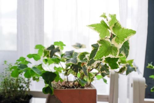 常春藤叶子黄枯萎怎么回事,常春藤从根部发黄落叶怎么办