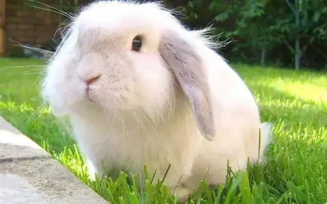 小白兔子拉肚子怎么办,兔子拉肚子怎么判断