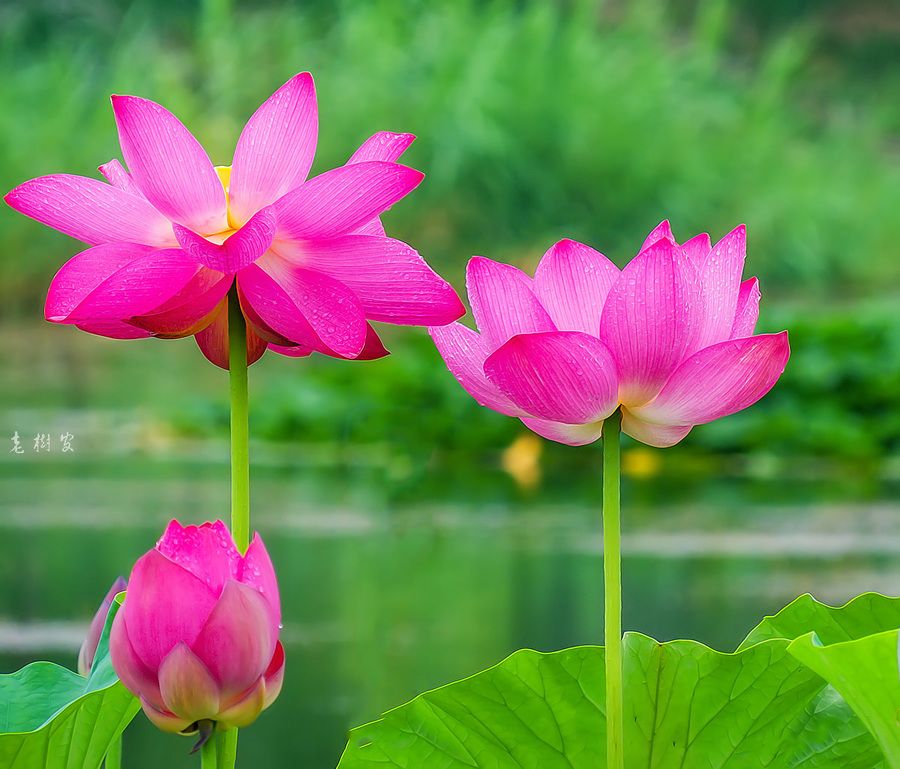 六月的荷花有多美,夏天的荷花最美