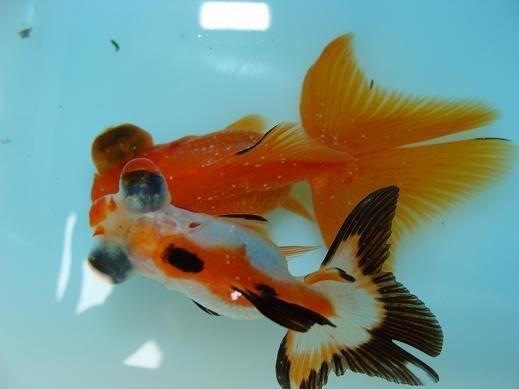 金鱼白点病加温要几天,金鱼平时水温多少度预防白点病