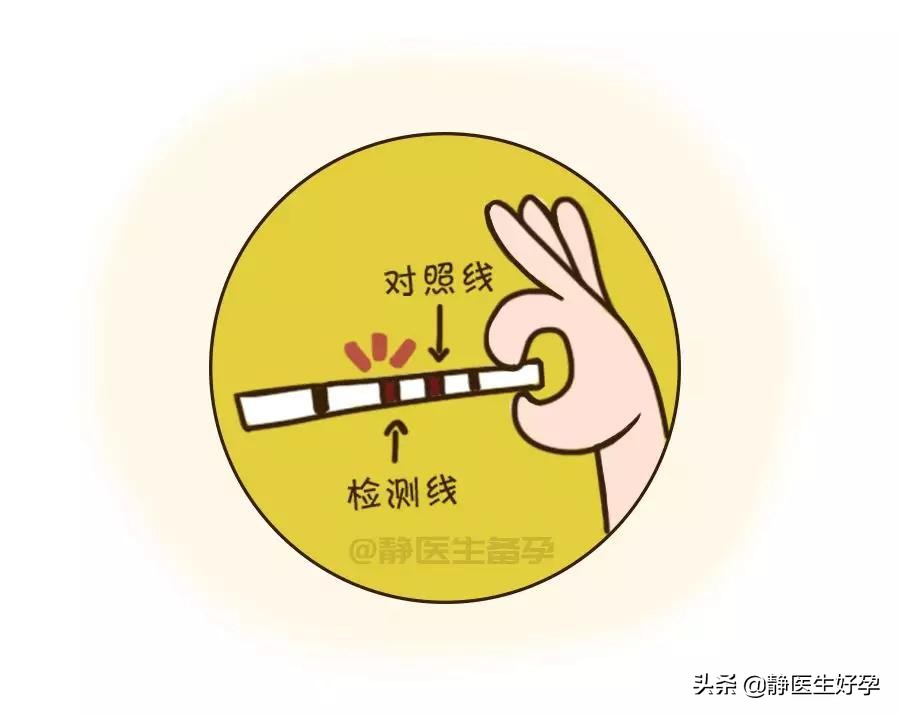 精子和卵子相遇有什么表现吗,精子多久与卵子相遇最好