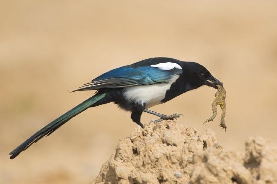 追兔捉鹰,撵兔子逮鹰的话