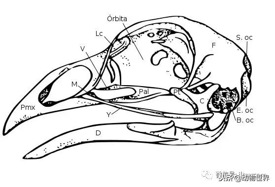 鸟类的产热结构,鸟类的结构特点有哪些