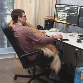 养什么狗好不爱叫,养什么狗不拆家不生病