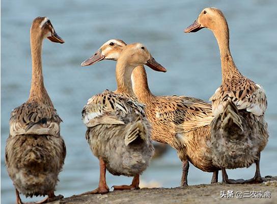 散养鸭子突然瘫了怎么处理,鸭子有呼吸但不动怎么办
