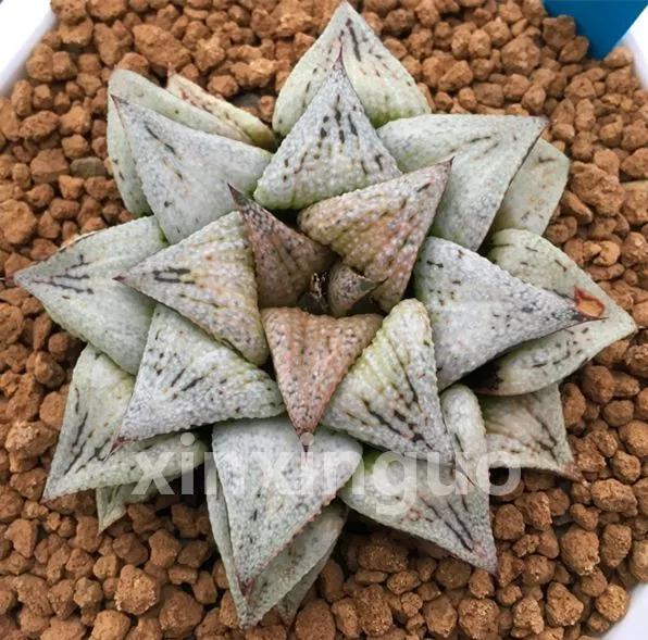 郭氏---台湾行之李瑞斌大棚及布楚礼多肉植物园游记