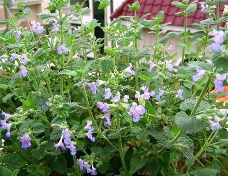 猫薄荷祸害黑猫,猫薄荷谣言