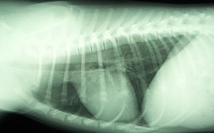 犬膈疝,犬膈疝最佳治疗方法