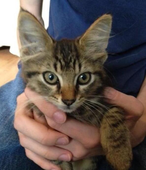 母猫绝育还会有母爱吗,绝育母猫还会有母爱吗