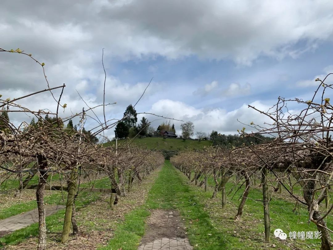 新西兰见闻录100,新西兰生活见闻