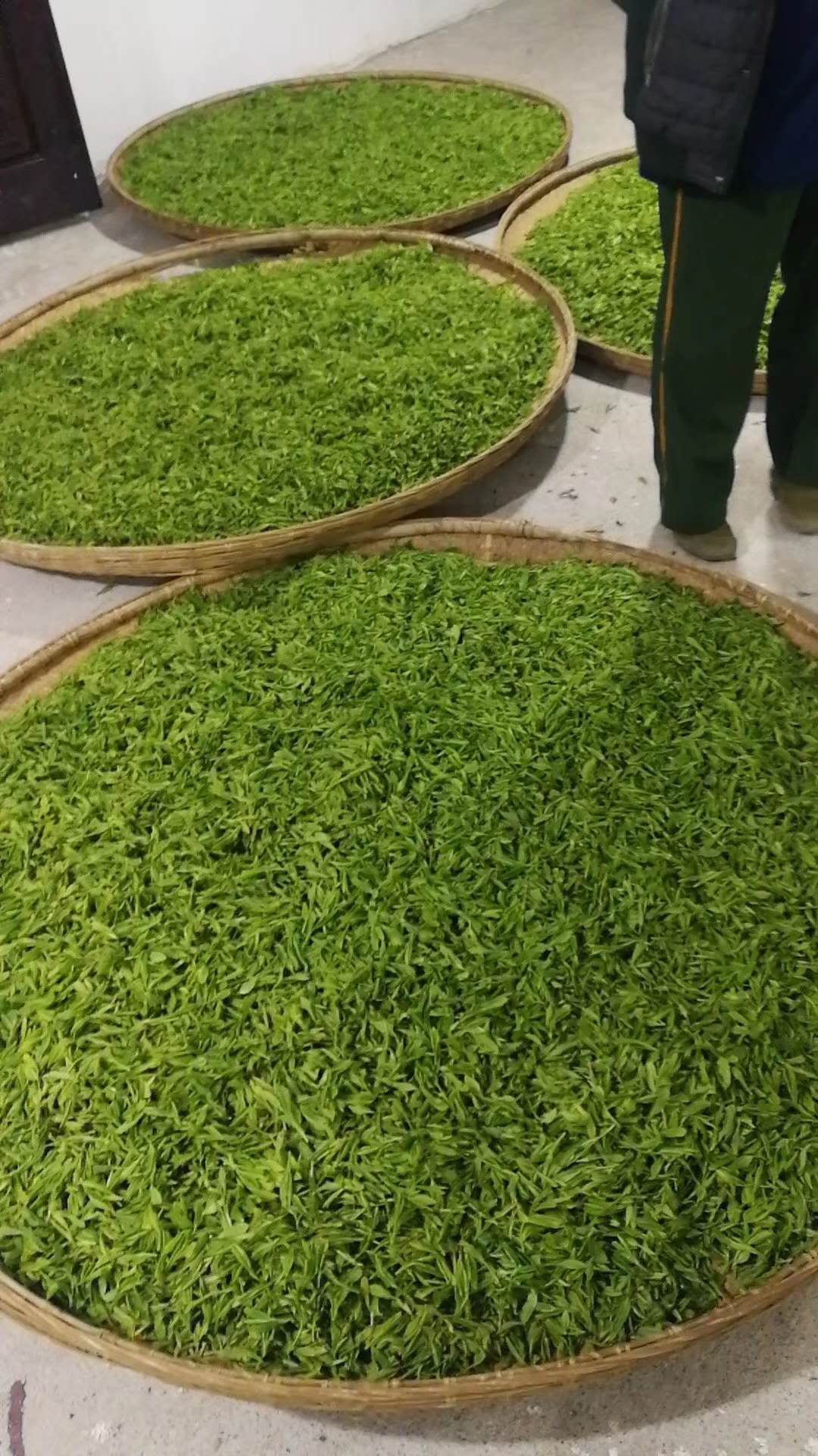 肖坑茶,是春天对爱茶人的馈赠