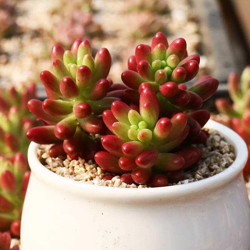 让多肉爆芽的方法,让多肉爆侧芽的方法是什么