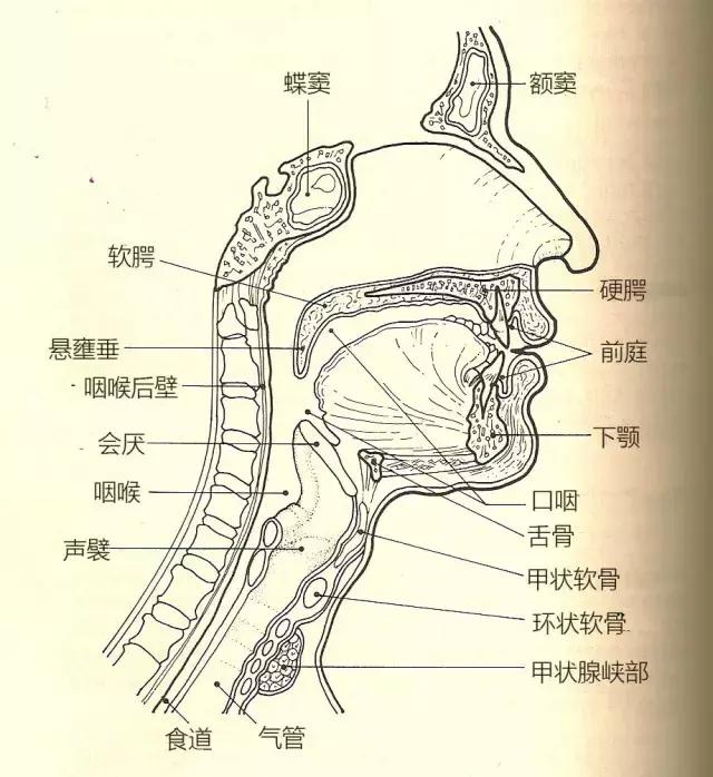30条必备唱歌指导，看完少走3年弯路（附声乐基础训练）