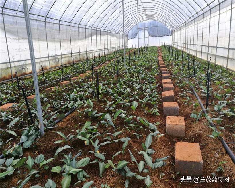 2021年11月份亳州药材市场价格,11月6日亳州药材市场收购价格表