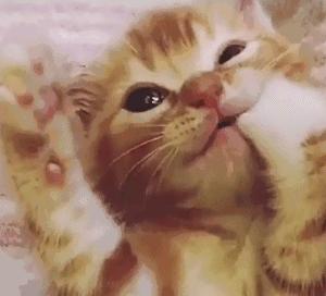 小奶猫太粘人了怎么办,小奶猫太粘人不停的叫