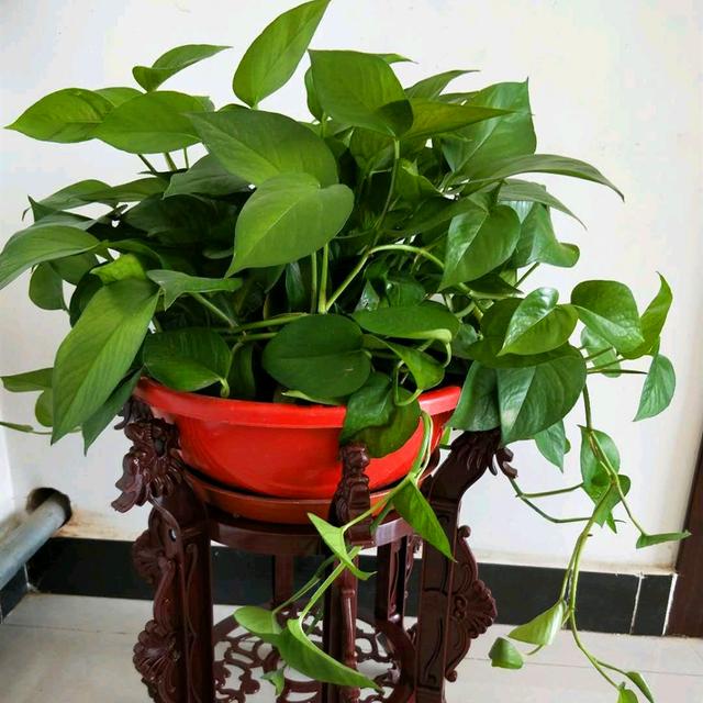 晚上绿萝叶片上有水是咋回事呀,绿萝缺水会出现啥症状