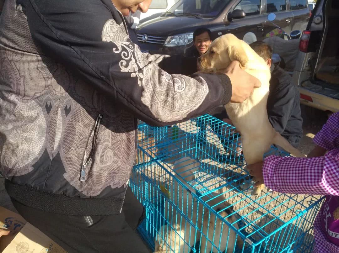 拉布拉多犬多少钱能买到,拉布拉多犬市场价格幼犬