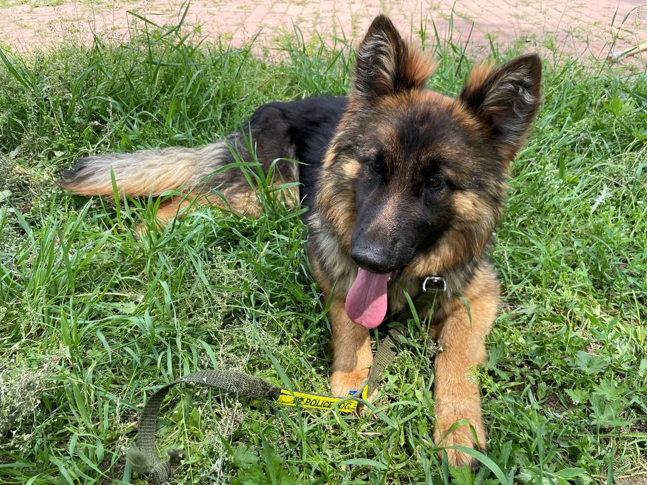 中国刑警学院淘汰犬最高拍出33万,训导员想拍下自养,有竞购者称买到当儿子养,有人准备了北京郊区院子