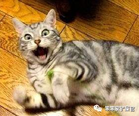 猫咪总是抽搐癫痫怎么回事呢,猫咪做梦抽搐和抽搐的区别