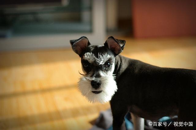 狗狗的种类图片,双鱼座狗狗性格特点