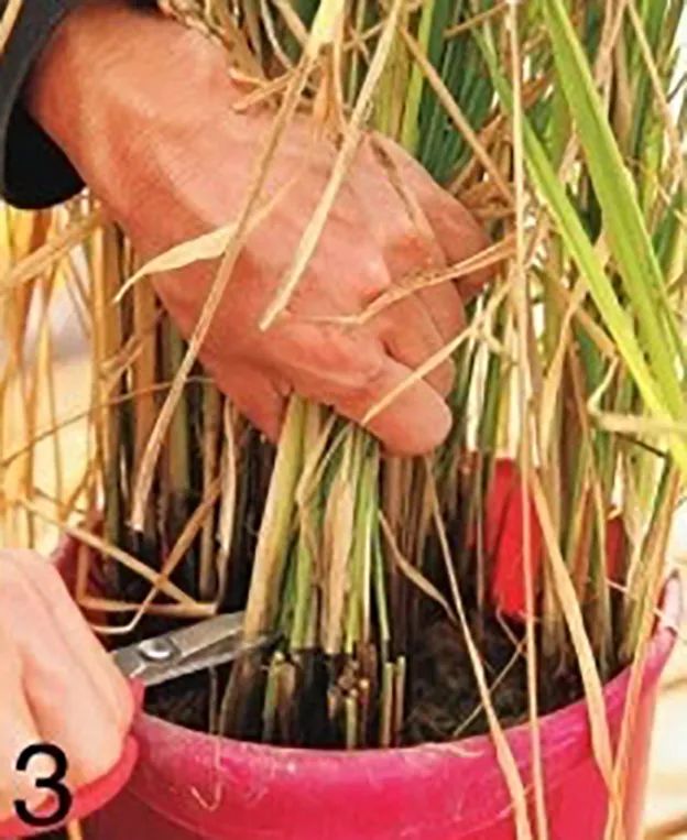 “大米熟了”，不是锅里煮的，而是阳台上栽的，一起来采摘吧