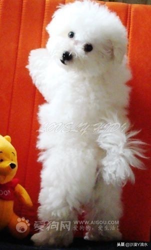 比尼熊狗狗价格,阿拉斯加狗狗价格