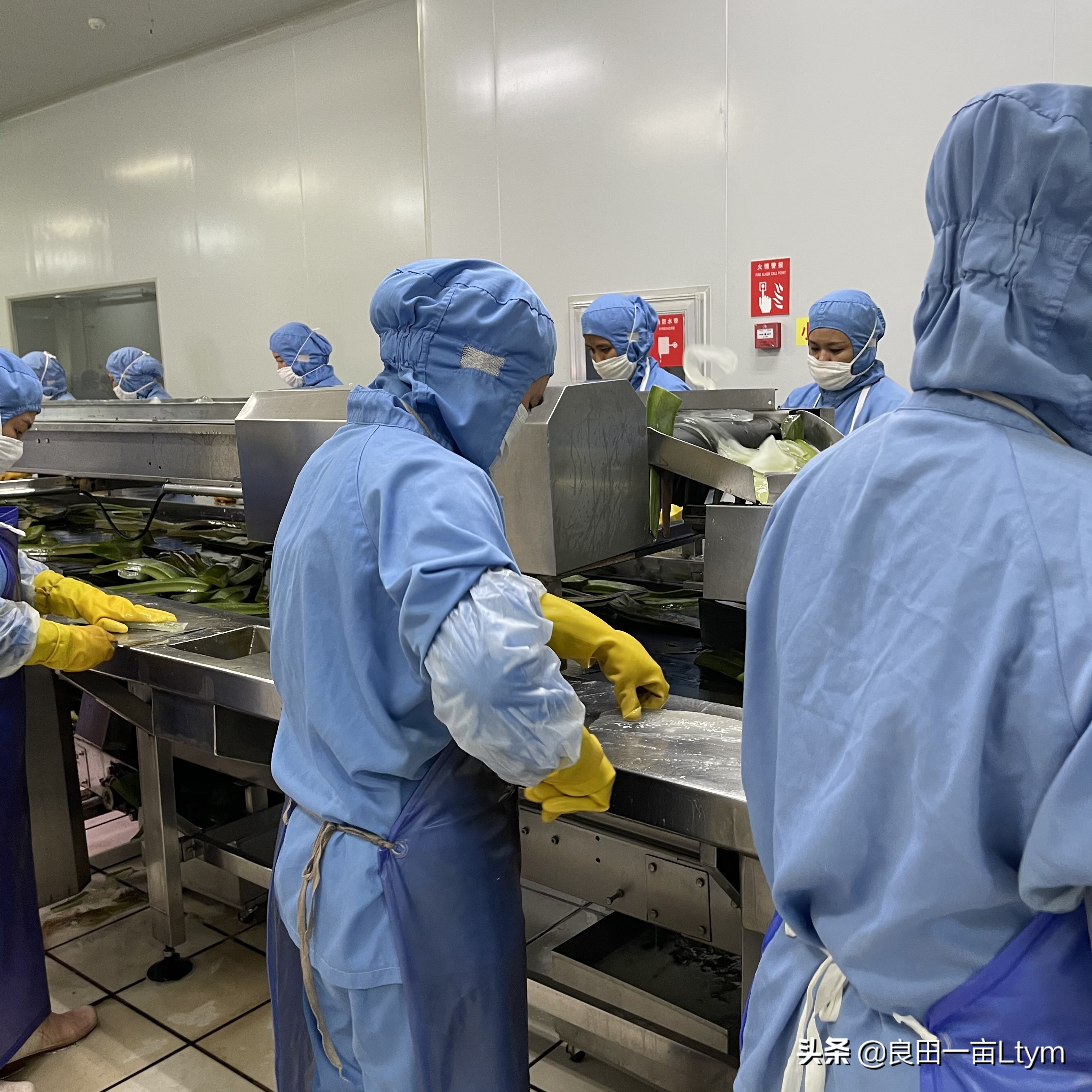 “活着的芦荟护肤品”，你来云南元江看一次芦荟海就够了