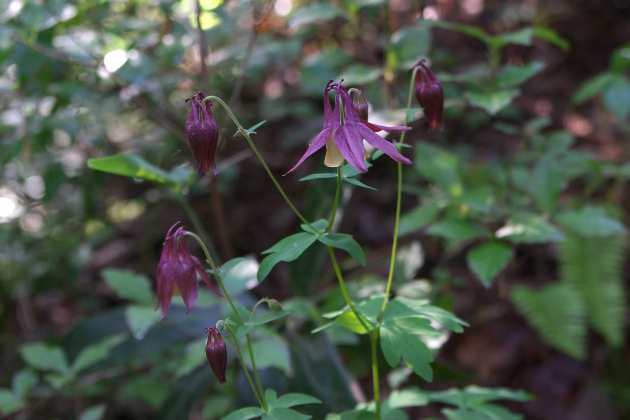 绿山墙的安妮内容概括英文,绿山墙的安妮大概解读